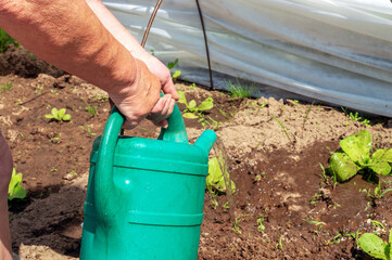 An elderly woman's hand uses a watering can to water a young Peking cabbage growing in a greenhouse