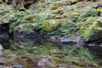 苔のある川