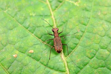 Spotted tiger beetles inhabit wild plants in North China