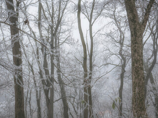 Trees covered with hoarfrost or rime ice on a misty morning