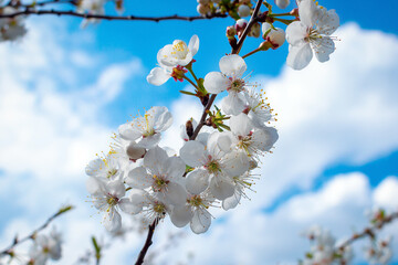 Beautiful cherry blossom on a background of blue sky. Spring flowers. Beautiful nature scene with a flowering tree.