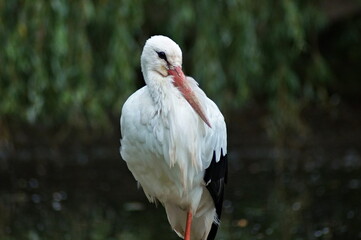 black and white stork on 1 leg