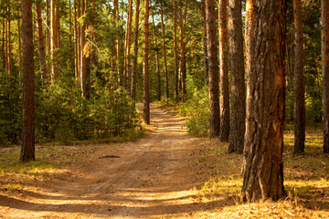 Obraz premium Image of a rural road in the Siberia forest