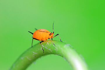 Aphids crawl on green plants