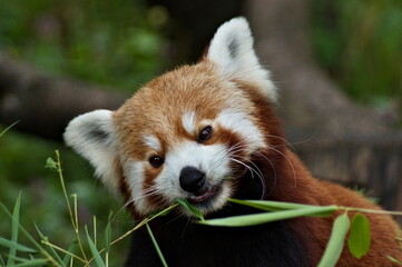 Little cute red panda eating