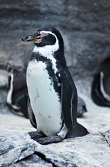 Fototapeta premium Little cute black and white penguin