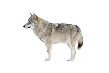 Naklejka na ściany i meble Standing gray wolf in the snow in winter isolated on white background.