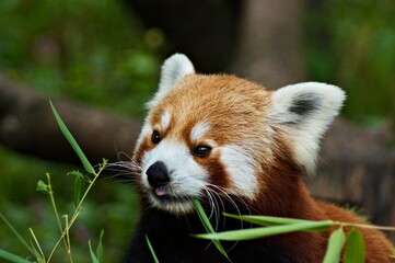 Fototapeta premium Little cute red panda eating 