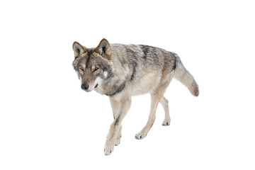 Obraz premium Standing gray wolf in the snow in winter isolated on white background.