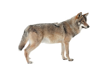 Standing gray wolf in the snow in winter isolated on white background.