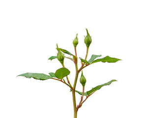 Rose bud isolated on white background