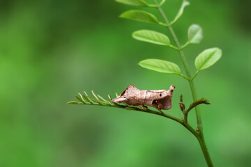Moths on leaves in nature, North China Plain