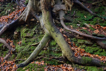 roots in the forest