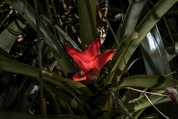 red and yellow flower