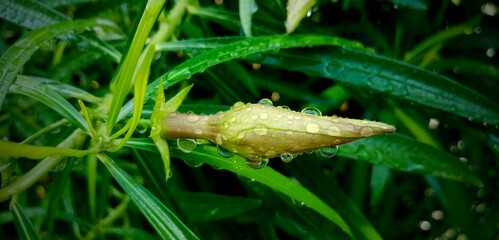 Rain drops on the tree