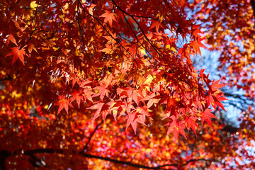 赤い 紅葉 もみじ 鮮やか 秋 和風 