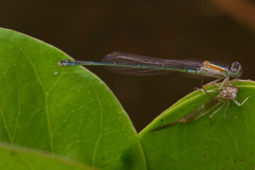 dragonfly molting on a leaf
