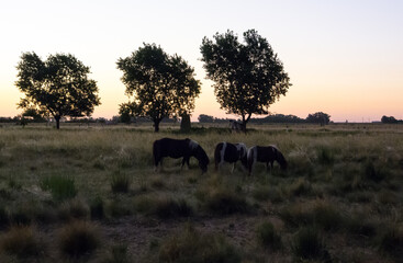 Three horses gazing in the sunset with three trees