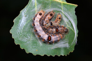 The larvae of moths are covered with bristles and look terrible