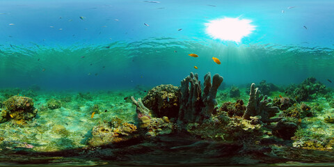 Fototapeta na wymiar Underwater Colorful Tropical Fishes. Tropical underwater sea fishes. Philippines. Virtual Reality 360.