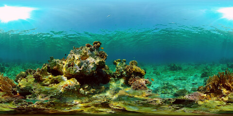 Wonderful and beautiful underwater colorful fishes and corals in the tropical reef. Philippines. 360 panorama VR