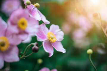 Violet and pink blooming flowers in the own garden, close up in spring