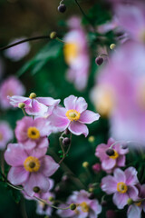 Violet and pink blooming flowers in the own garden, close up in spring