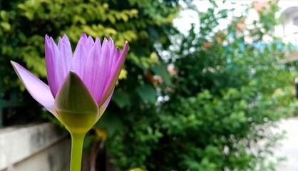 Fototapeta premium pink lotus