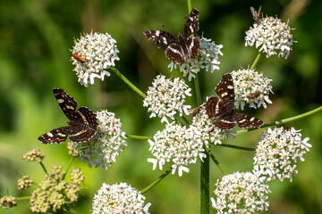 Große Sterndolde (Astrantia major)