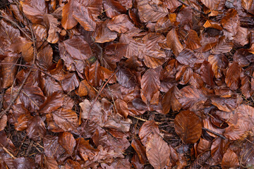 Waldboden Winter