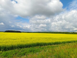 Golden Field