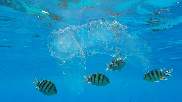 Colonial Pyrosoma Tunicates free-floating with school of fish on blue water in sunrays. Pyrosomes, colony hundreds to thousands individuals called zooids, cloned from one egg and bound together. 
 