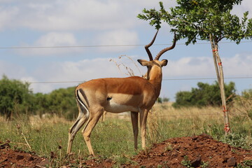 Rhino and Lion Nature Reserve, South Africa.