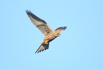 rüttelnder Turmfalke