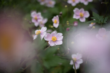 Violet and pink blooming flowers in the own garden, close up in spring