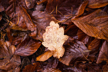 Waldboden Winter