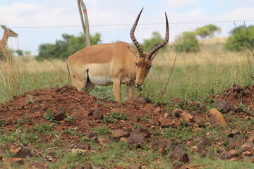 Rhino and Lion Nature Reserve, South Africa.