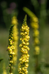 Schwarze Königskerze (Verbascum nigrum)