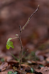 junge Blätter grün blühende Blätter