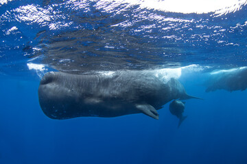 Obraz premium Sperm whale near the surface. Swimming with whales. Rare encounter in the tropical ocean. 