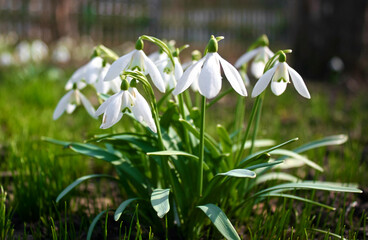 Blooming snowdrops in the springtime.