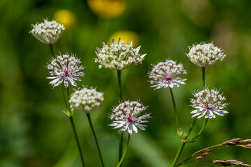 Große Sterndolde (Astrantia major)