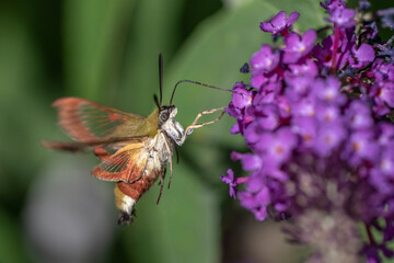 Hummelschwärmer (Hemaris fuciformis)