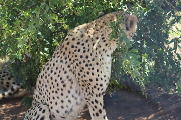 Rhino and Lion Nature Reserve, Krugersdorp, South Africa.