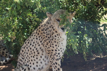 Rhino and Lion Nature Reserve, Krugersdorp, South Africa.