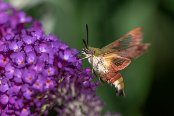 Hummelschwärmer (Hemaris fuciformis)