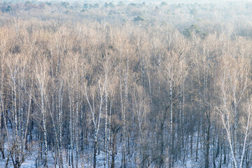 above view of bare trees in snow-covered forest of city park on cold winter morning