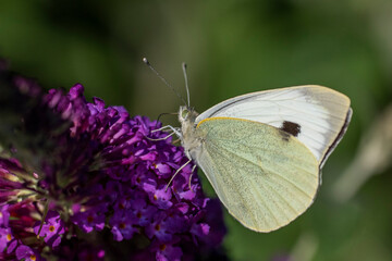 Großer Kohlweißling (Pieris brassicae)