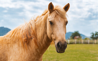 Close up portrait of young horse in farm with background of mountainscape and cloudy sky. Light brown horse is looking at camera.