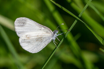 Senfweißling (Leptidea sinapis)
